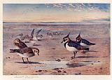 Archibald Thorburn Famous Paintings - Lapwing and Golden Plover